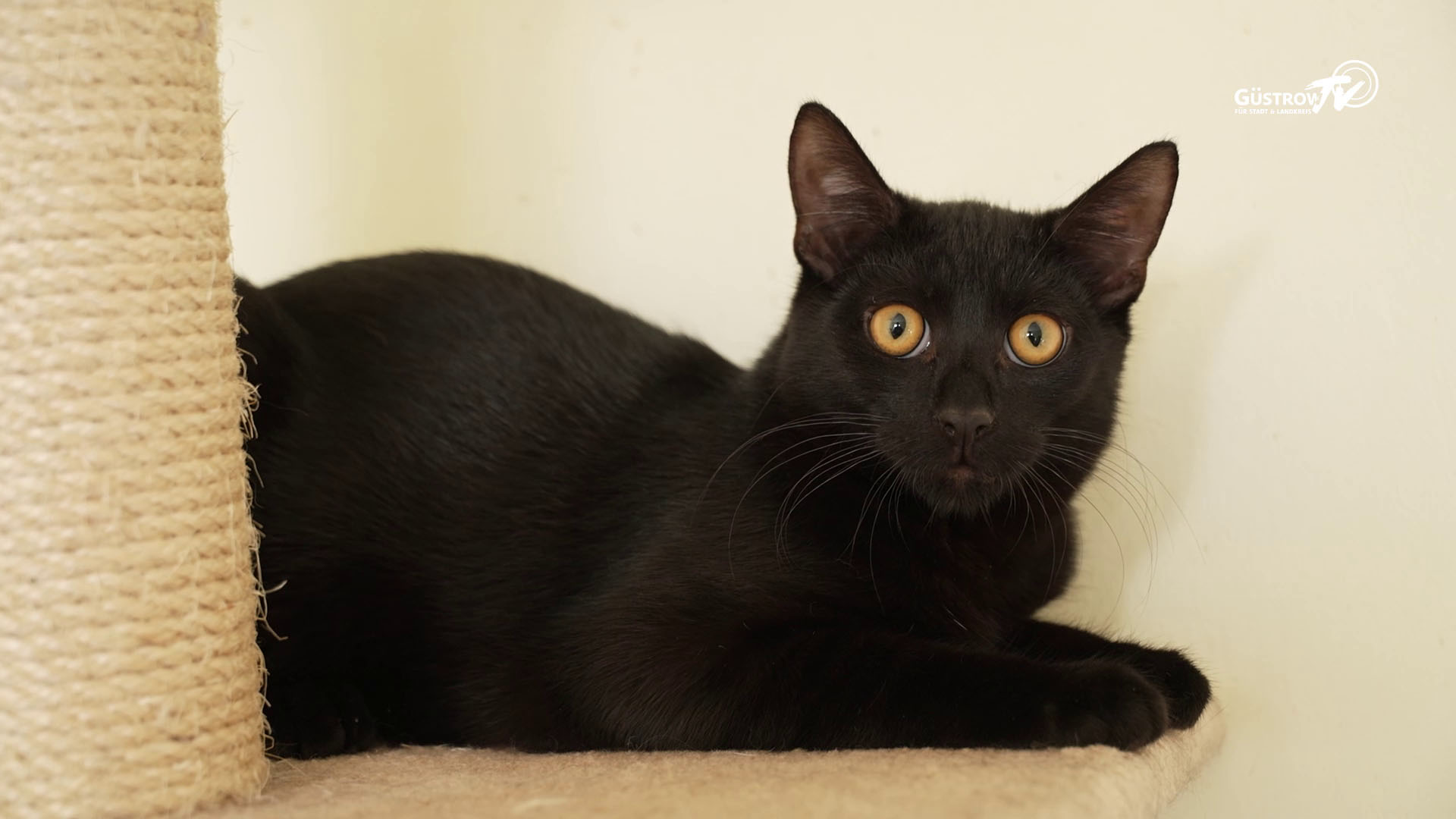 Pfoten mit Hoffnung #1