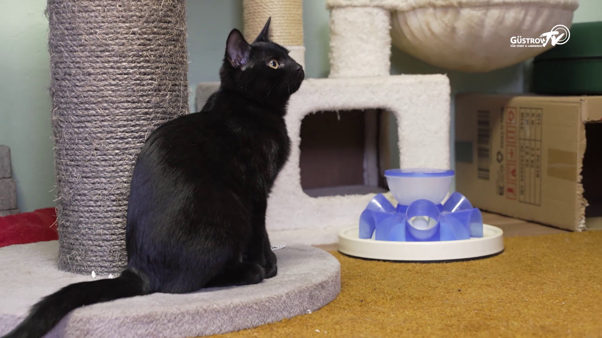 Pfoten mit Hoffnung #2