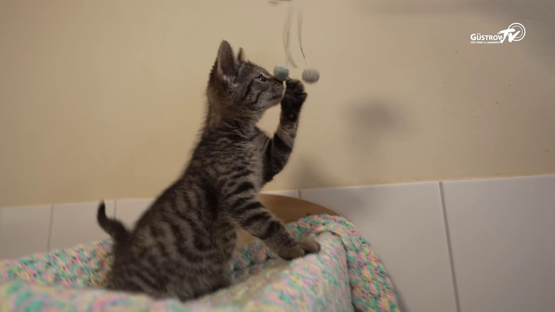 Pfoten mit Hoffnung #3