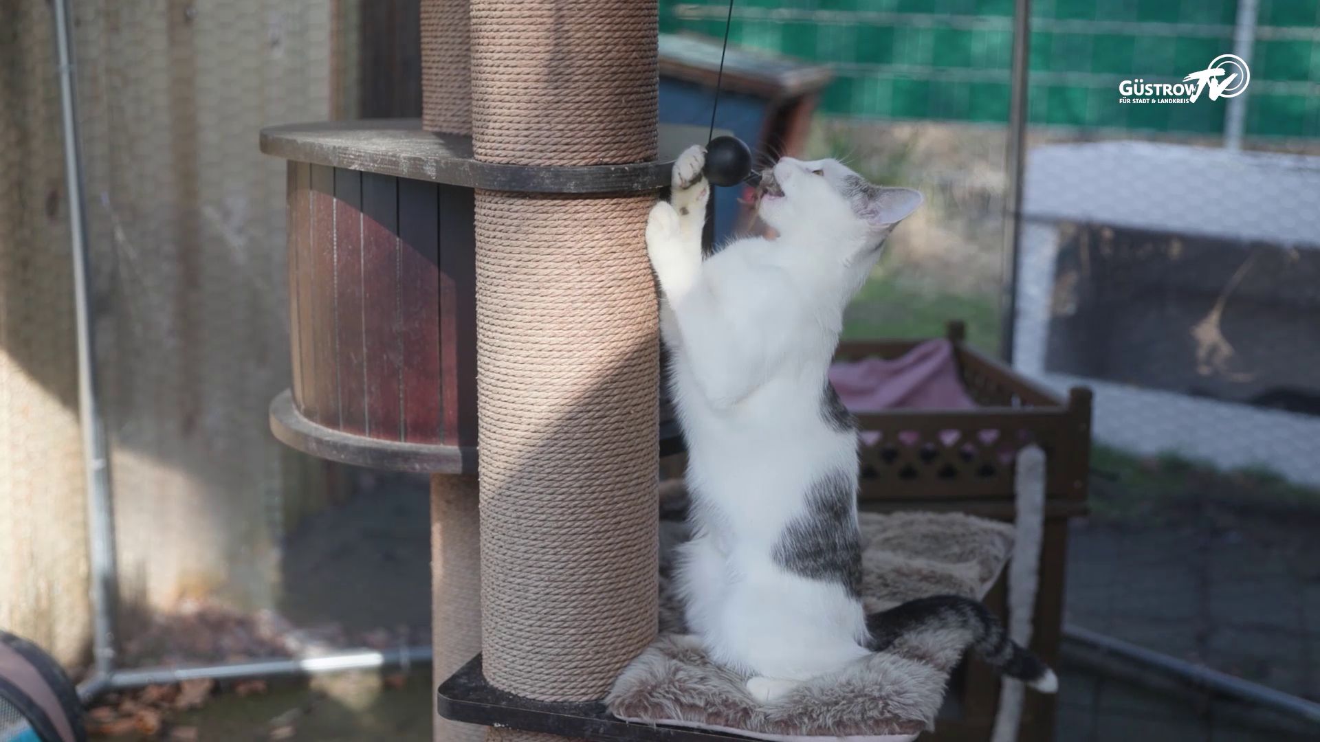 Pfoten mit Hoffnung #4