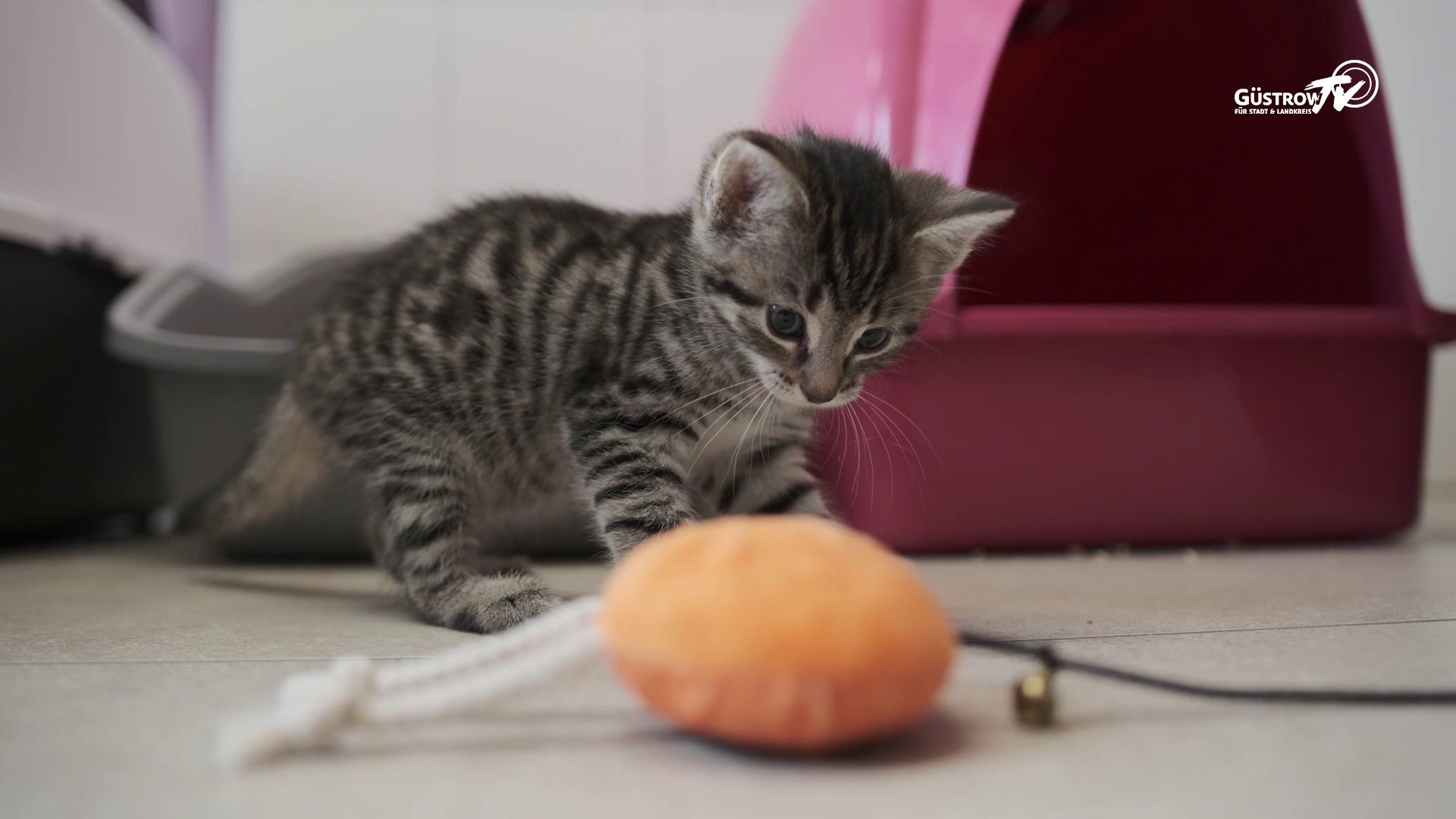 Pfoten mit Hoffnung #11