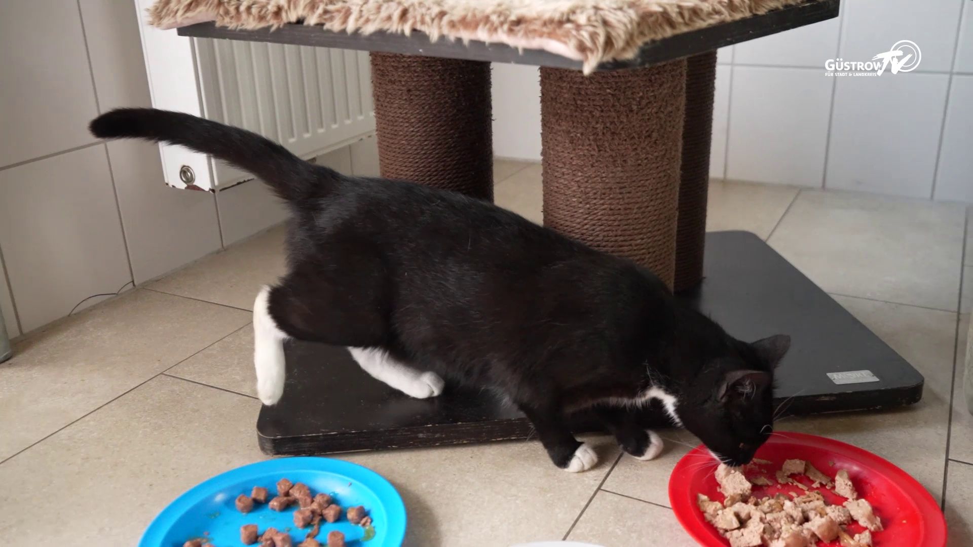 Pfoten mit Hoffnung #13